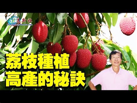 荔枝樹種植|【荔枝樹 種植】荔枝樹種植秘笈！瞭解栽培管理指南，打造豐碩。